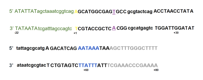 The original sequence has suffered a different