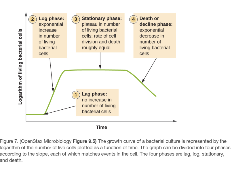 Look at the growth chart below to see a more