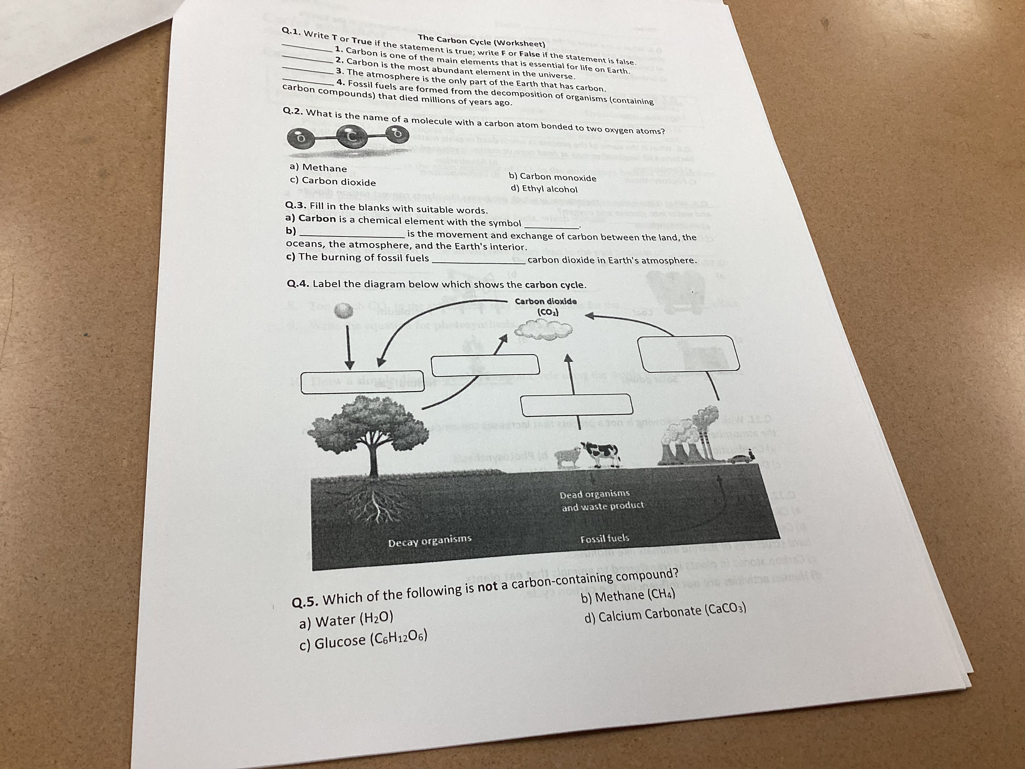 The Carbon Cycle (Worksheet) Q.1. Write T or True