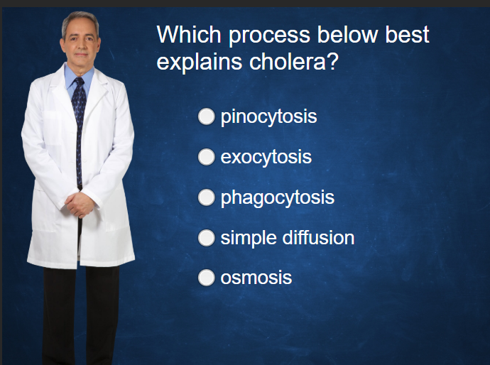 which process below best explains cholera Which