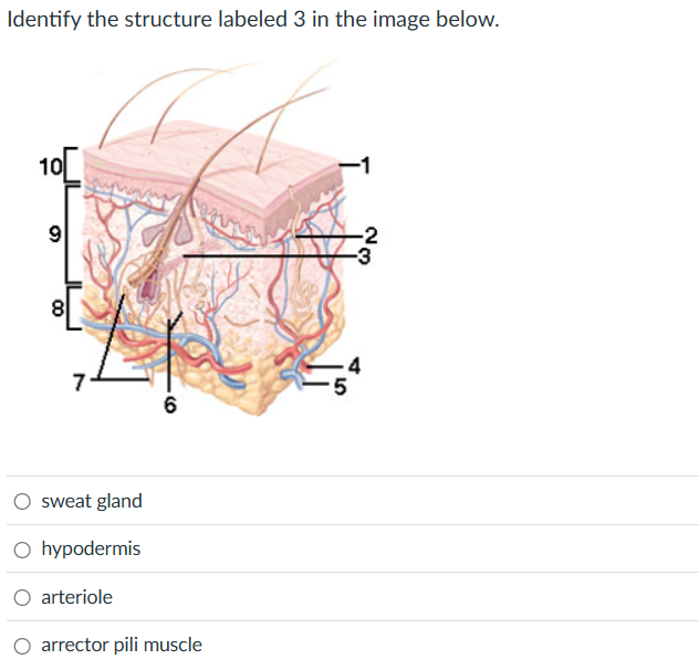  Identify the structure labeled 3 in the image below. 10 -1