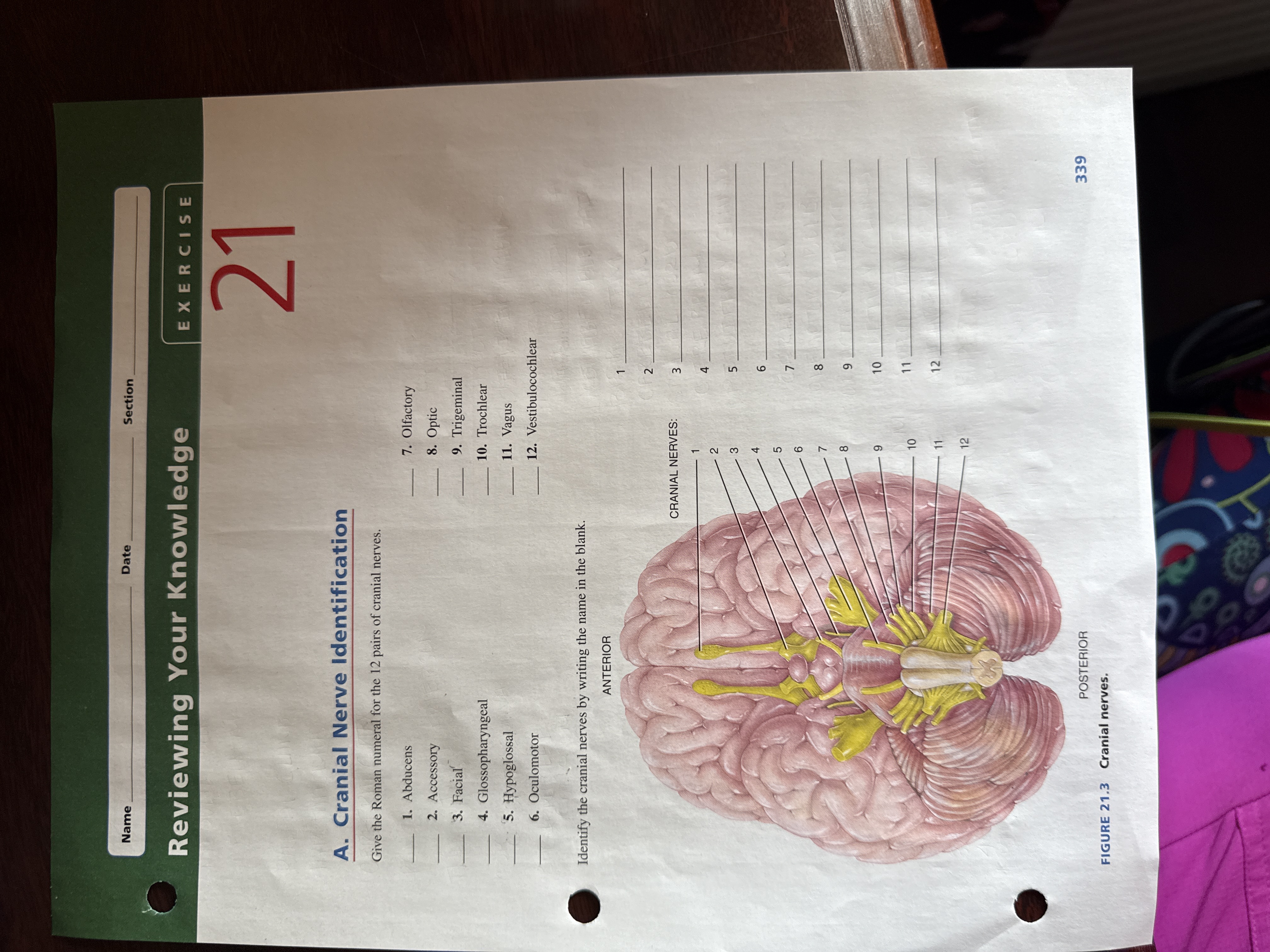 Name Date Section Reviewing Your Knowledge