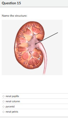 name the structure Question 15 Name the