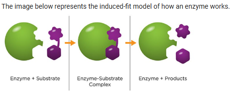 Which central idea (crosscutting concept) of