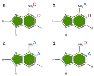 Which shows the correct hydrogen bond potential