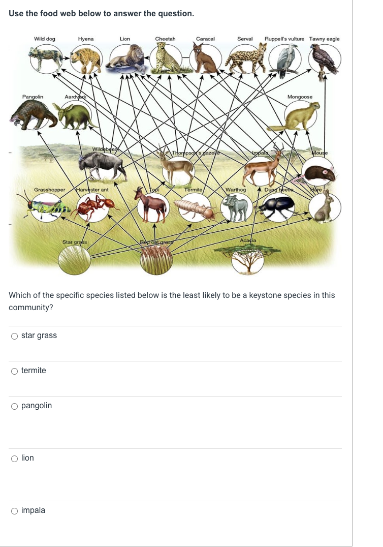 Use the food web below to answer the question.