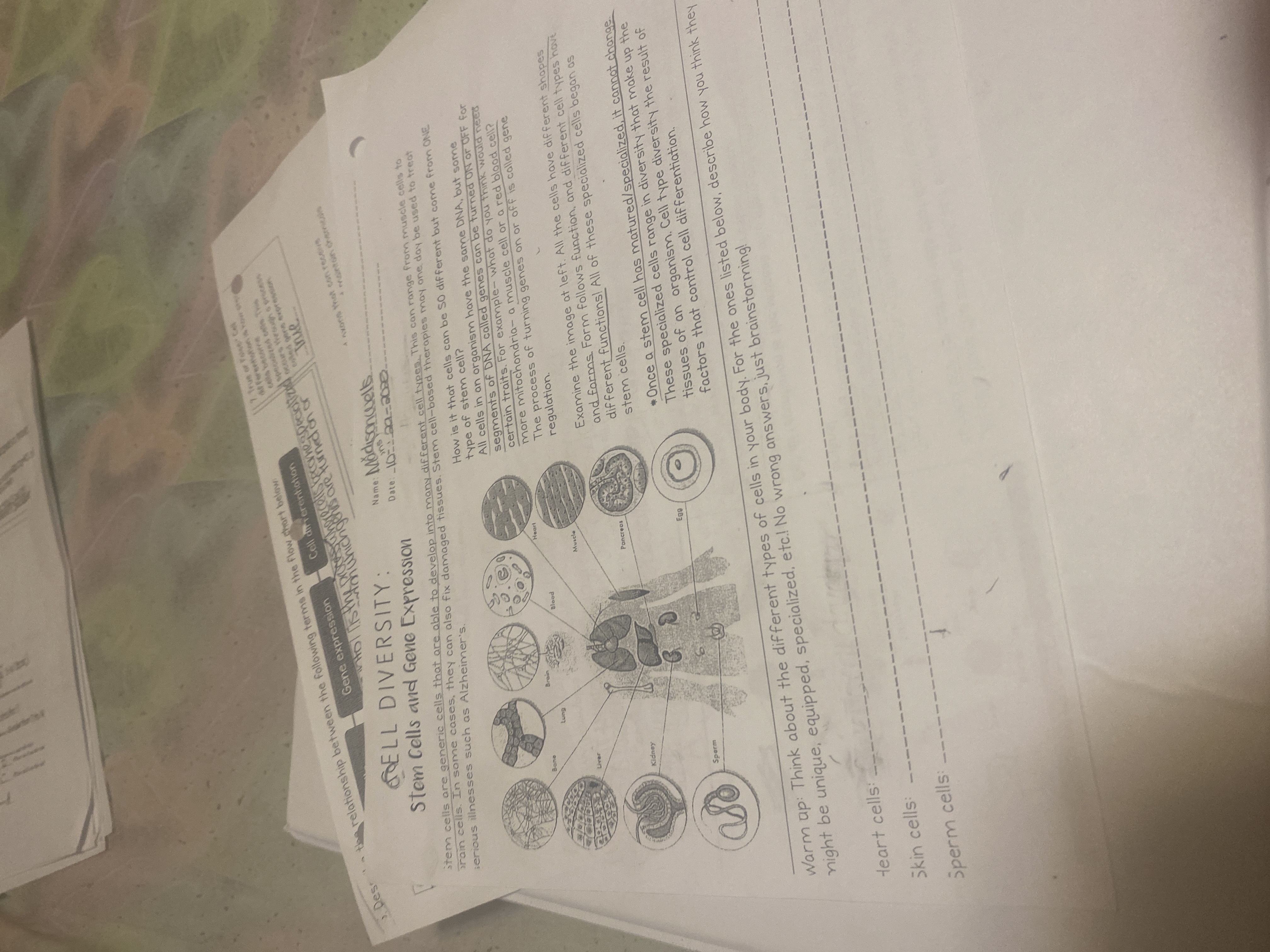 Cell diversity stem cells and gene expression