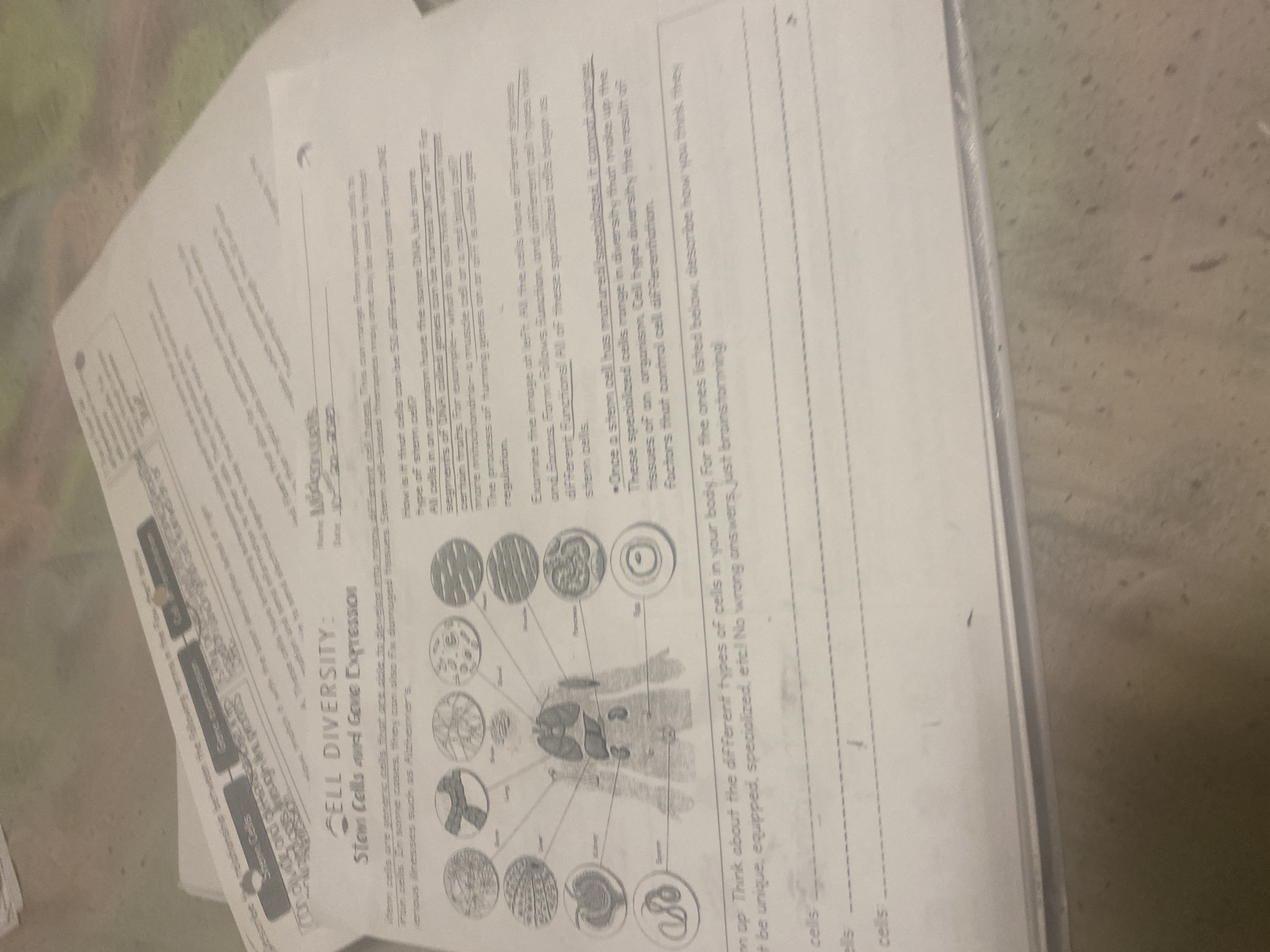 Cell diversity stem cells and gene expression