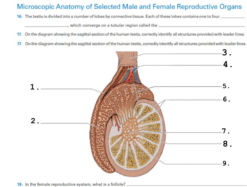 that Microscopic Anatomy of Selected Male and