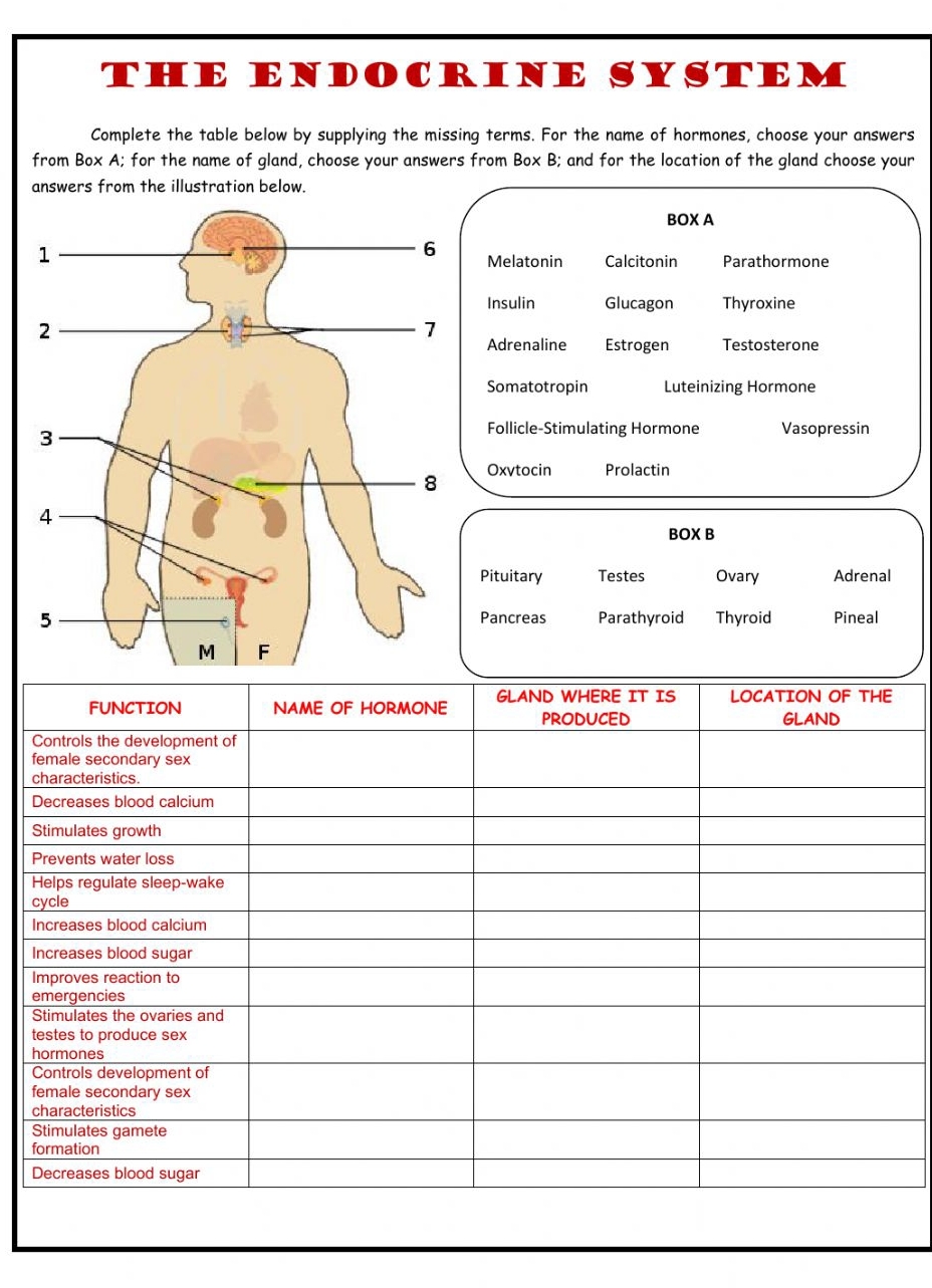 What are the answers? THE ENDOCRINE SYSTEM