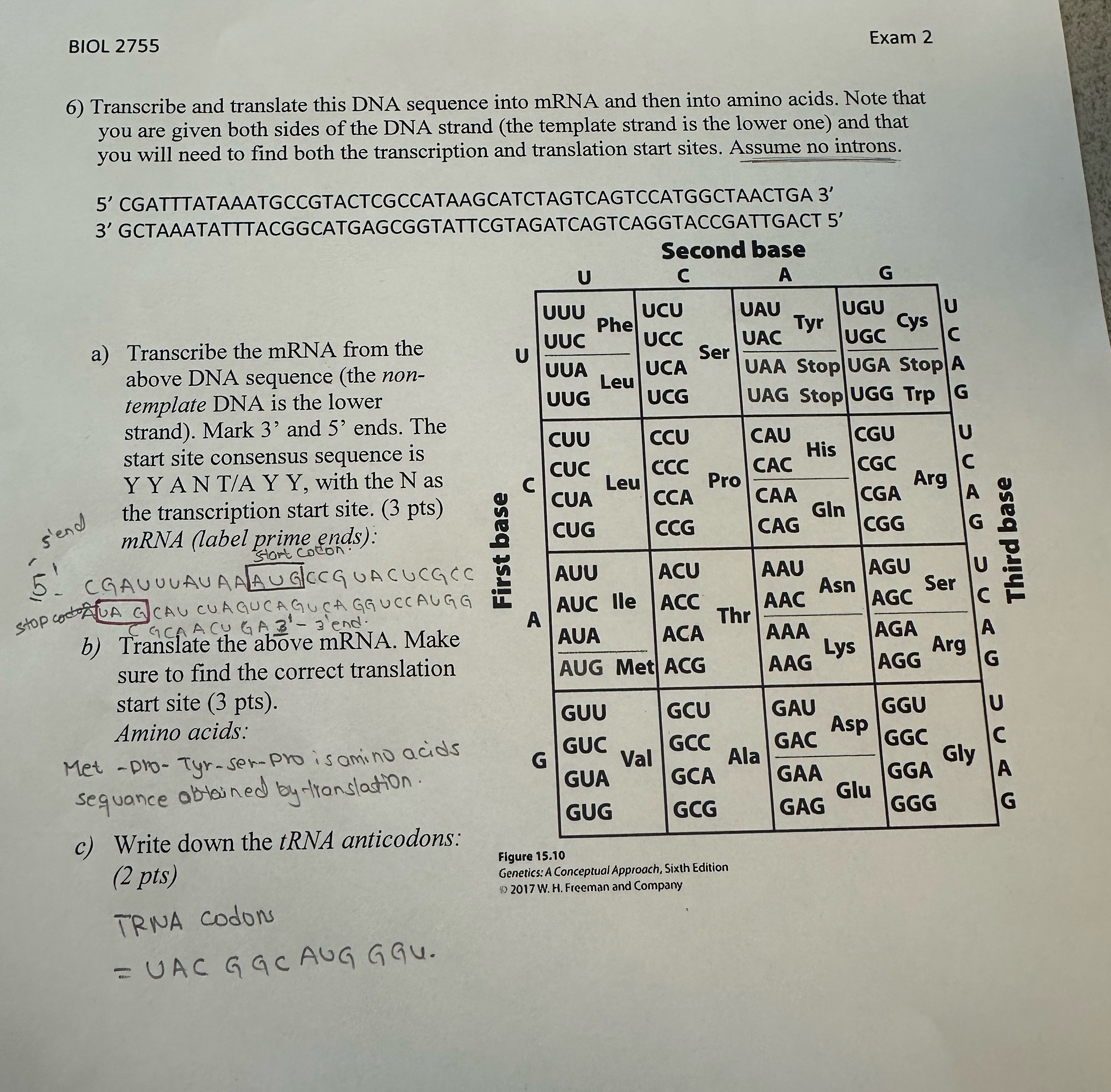 4 BIOL 2755 Exam 2 6) Transcribe and translate