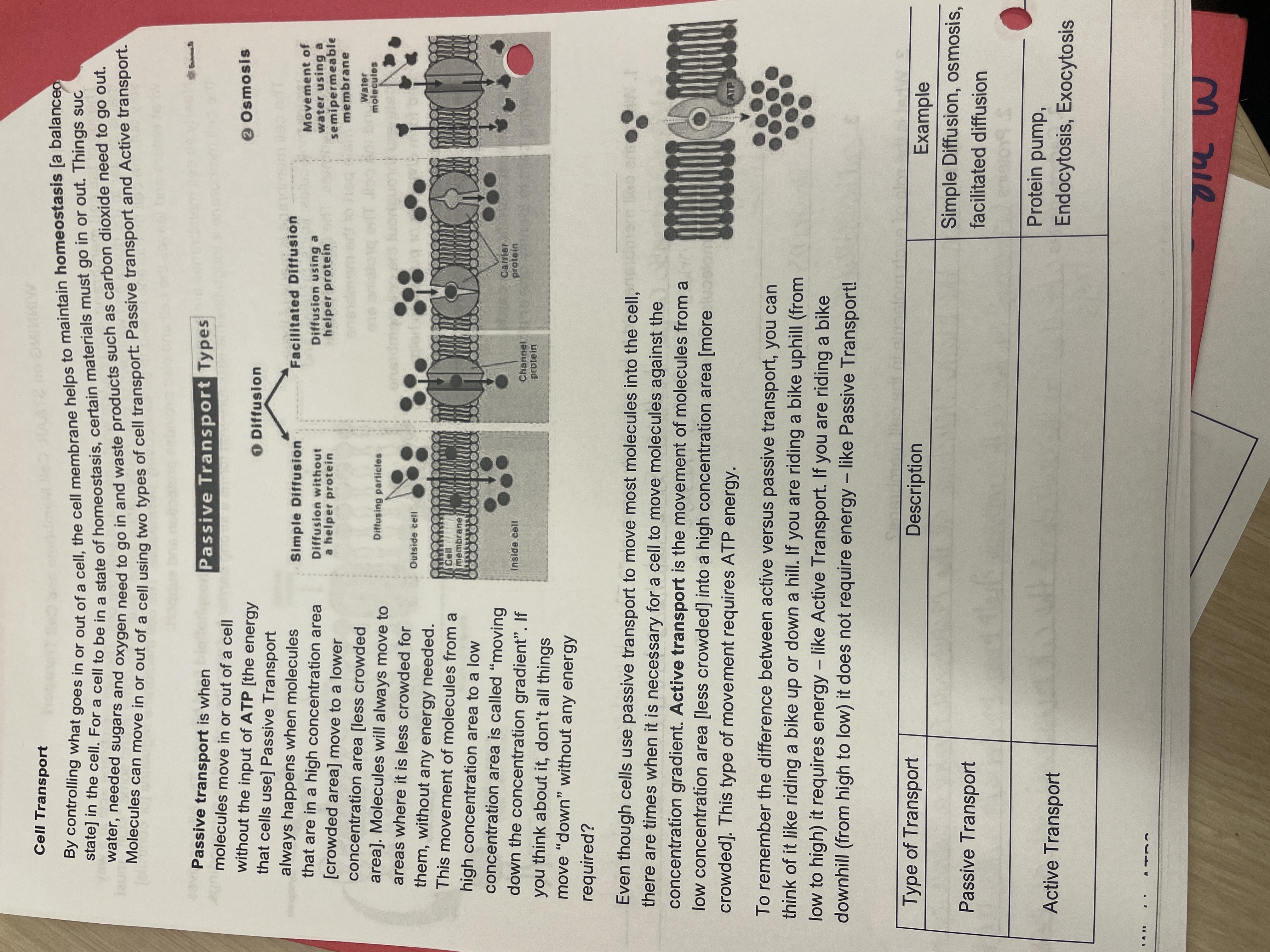 Can you give me the answers? WMIW Cell Transport