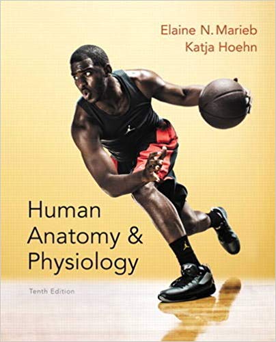 human anatomy and physiology 10th edition  elaine n. marieb, katja hoehn 978-0321927026, 321927028,