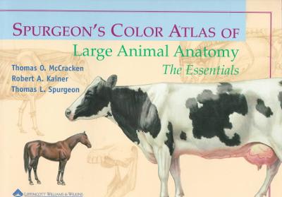 spurgeons color atlas of large animal anatomy the essentials 1st edition thomas o mccracken, robert a kainer,