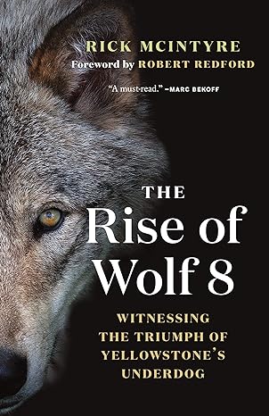 the rise of wolf 8 witnessing the triumph of yellowstones underdog 1st edition rick mcintyre ,robert redford