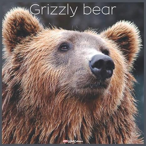 grizzly bear 2021 wall calendar official grizzly bear calendar 2021 18 months 1st edition official wall