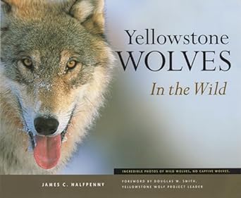 yellowstone wolves in the wild 1st edition james c halfpenny 1931832269, 978-1931832267