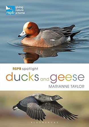 rspb spotlight ducks and geese 1st edition marianne taylor 1472971647, 978-1472971647