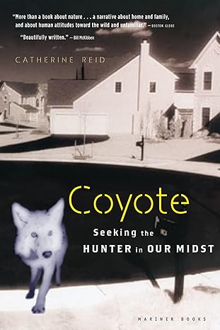Coyote Seeking The Hunter In Our Midst
