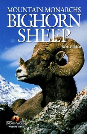 bighorn sheep mountain monarchs 1st edition robert c gildart 155971641x, 978-1559716413