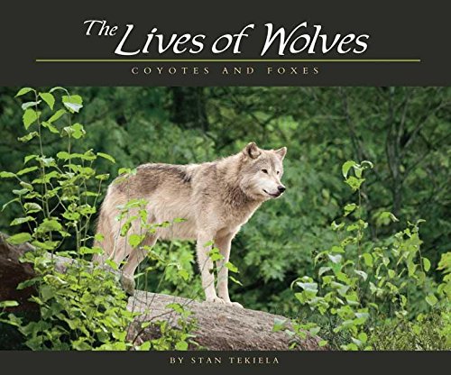 lives of wolves coyotes and foxes 1st edition stan tekiela 1591932769, 978-1591932765