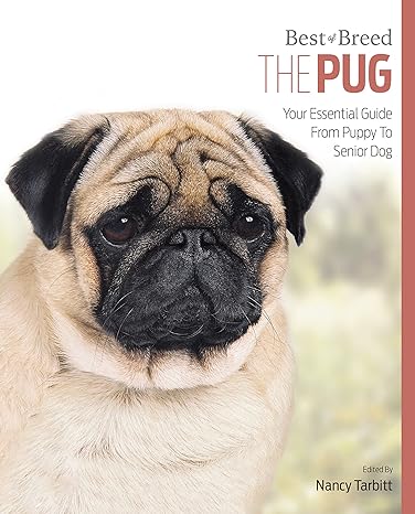 Pug Best Of Breed