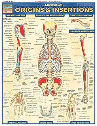 muscular origins and insertions 1st edition inc barcharts 1572227540, 978-1572227545