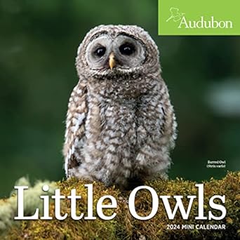 audubon little owls mini wall calendar 2024 a year of fluffy and round owls 1st edition workman calendars