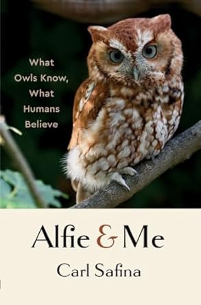 alfie and me what owls know what humans believe 1st edition carl safina 132406546x, 978-1324065463