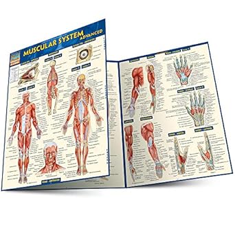 muscular system advanced 1st edition inc barcharts 1423217721, 978-1423217725