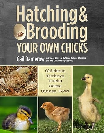 hatching and brooding your own chicks chickens turkeys ducks geese guinea fowl 1st edition gail damerow