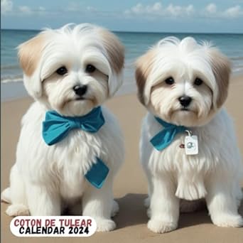 2024 coton de tulear calendar cute 12 month coton de tulear full size 8 5 8 5 from january 2024 december 2024