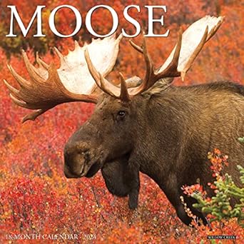 willow creek press moose monthly 2024 wall calendar 1st edition willow creek press 1549234528