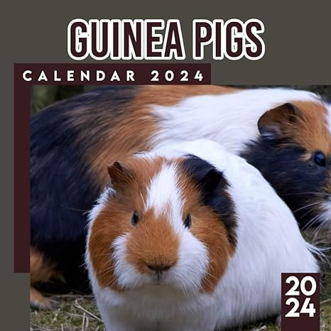 guinea pigs calendar 2024 12 month animals calendar 2024 from january to december bonus 6 months 2025 thick