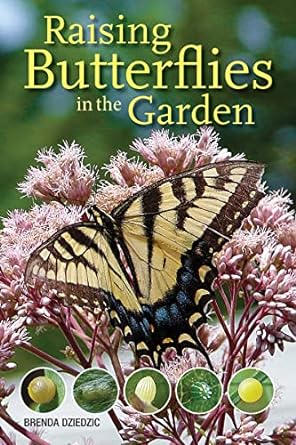 raising butterflies in the garden 1st edition brenda dziedzic 0228102251, 978-0228102250