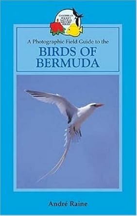 a field guide to the birds of bermuda 1st edition andre raine 033397106x, 978-0333971062
