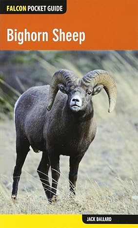 bighorn sheep 1st edition jack ballard 0762784911, 978-0762784912