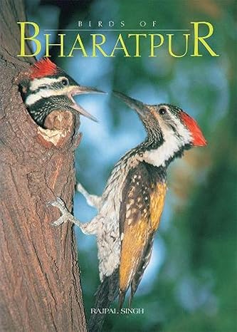 birds of bharatpur 1st edition rajpal singh 8172340516, 978-8172340513