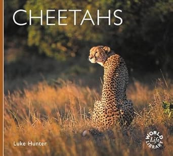 cheetahs 1st edition luke hunter 1900455641, 978-1900455640