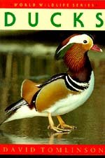 ducks 1st edition david tomlinson 187358024x, 978-1873580240