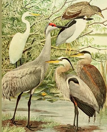 composition book drawing of coastal wading birds on cover wide ruled pages with margin paperback 1st edition