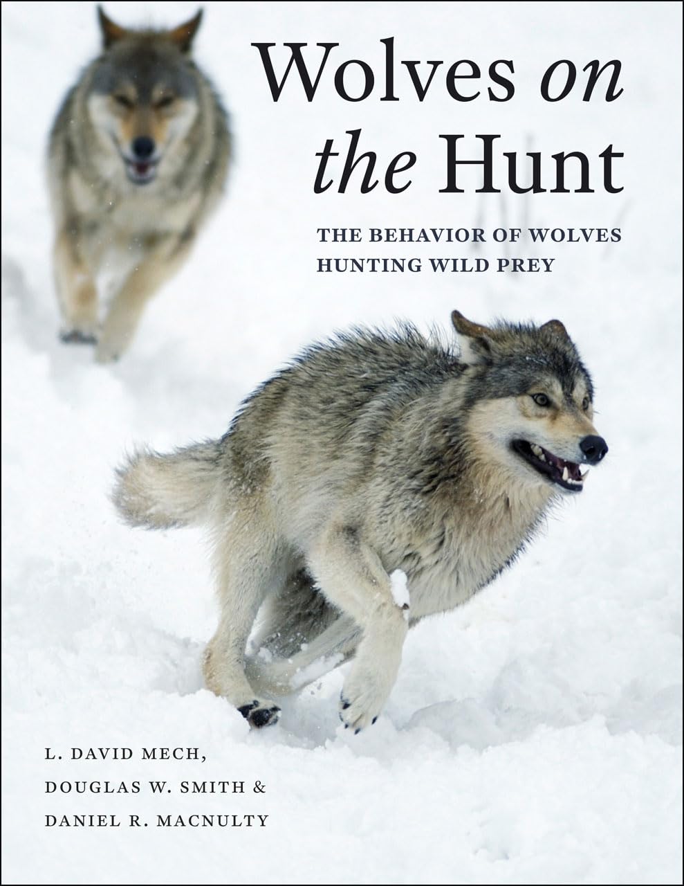 wolves on the hunt the behavior of wolves hunting wild prey 1st edition mech, l. david, smith, douglas w.,