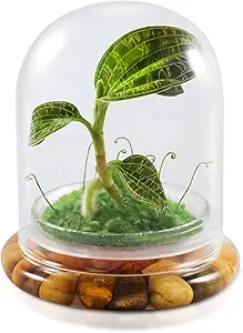 bloomify jewel orchid macodes sanderiana/petola live orchid in self sustaining ecosystem 100 maintenance free