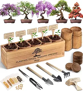 bonsai tree kit 5x unique japanese bonzai trees complete indoor starter kit for growing plants with bonsai