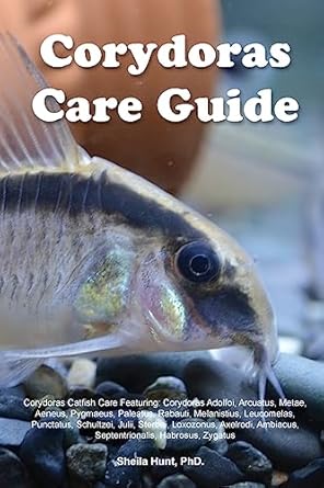corydoras care guide corydoras catfish care featuring corydoras adolfoi arcuatus metae aeneus pygmaeus