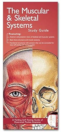 anatomical chart companys illustrated pocket anatomy the muscular and skeletal systems study guide 1st