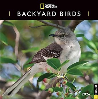 national geographic backyard birds 2024 wall calendar 1st edition national geographic ,disney 0789343398,