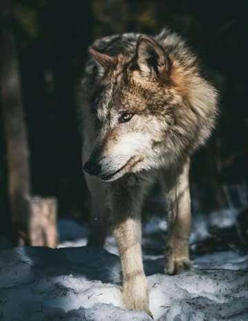 planner 1st edition bianchina publishing house ,pixaby to be confirmed b0c641mnvq