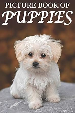 picture book of puppies picture book of puppies for seniors with dementia cute picture books 1st edition