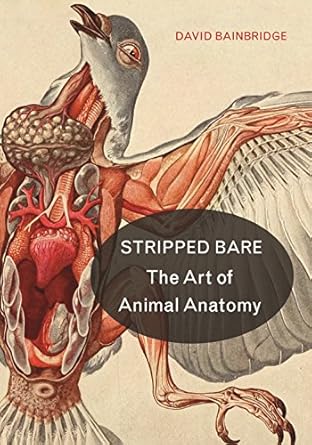 stripped bare the art of animal anatomy 1st edition david bainbridge 069118142x, 978-0691181424